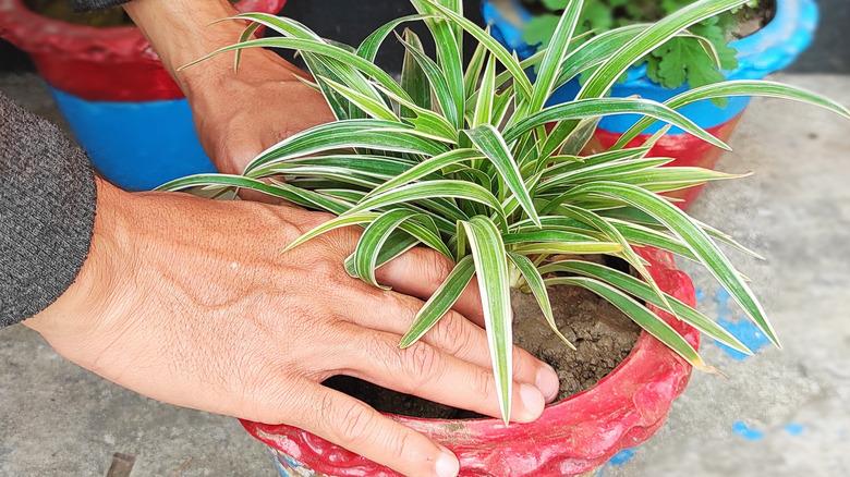 Person tending to spider plant