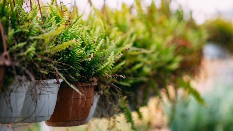 Propagate Your Boston Fern Plant In March For Fuller Growth All Spring Long