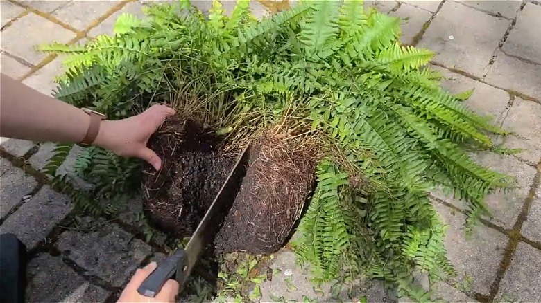 Hands sawing a large Boston fern in half at the roots, preparing to propagate.