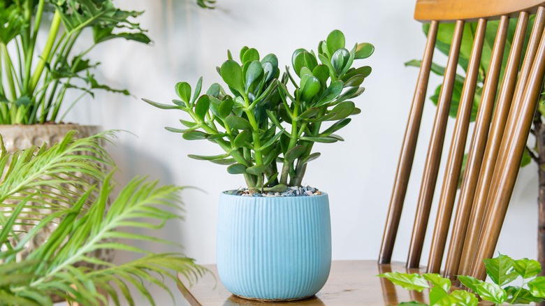 Jade plant in blue pot
