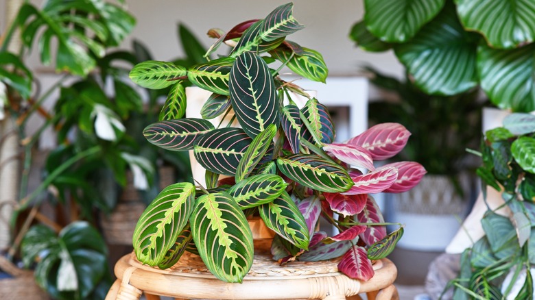 Lush prayer plants on table