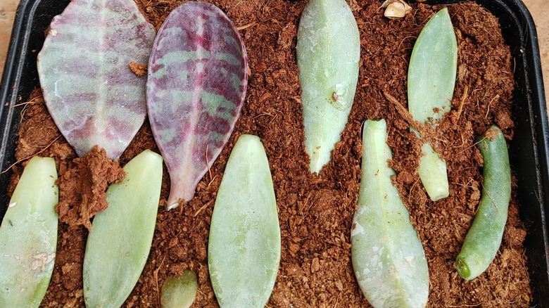 Propagating succulent leaves in boxes of soil