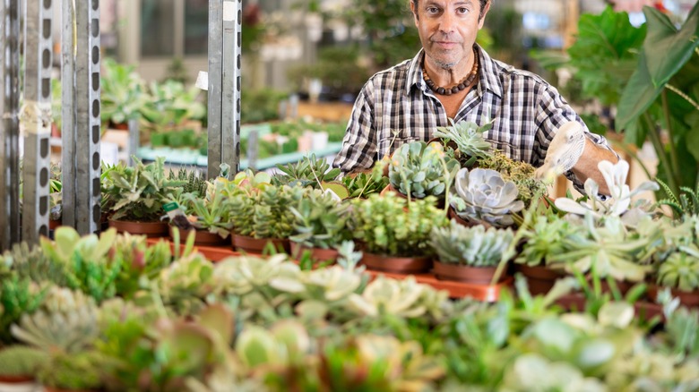 Man working in succulent aisle at store
