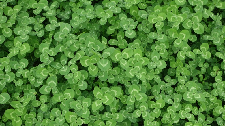 field of green clover