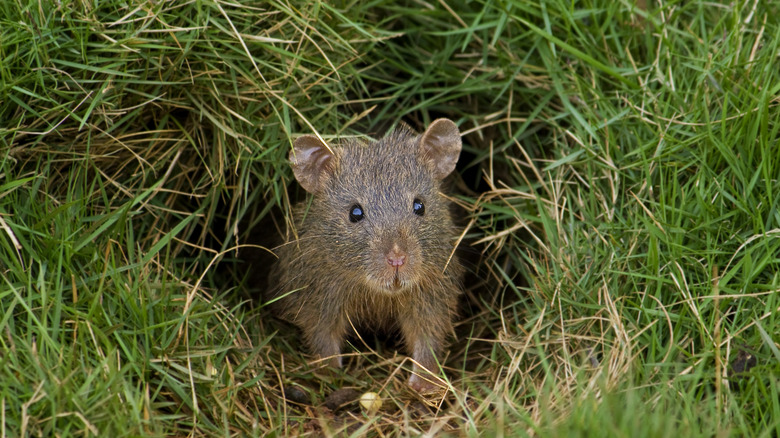 Closeup of field mouse coming out of hoole