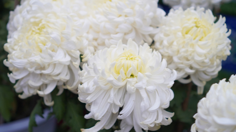Closeup of white Chrysanthemums