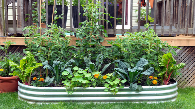 A flower garden in a galvanized garden bed.
