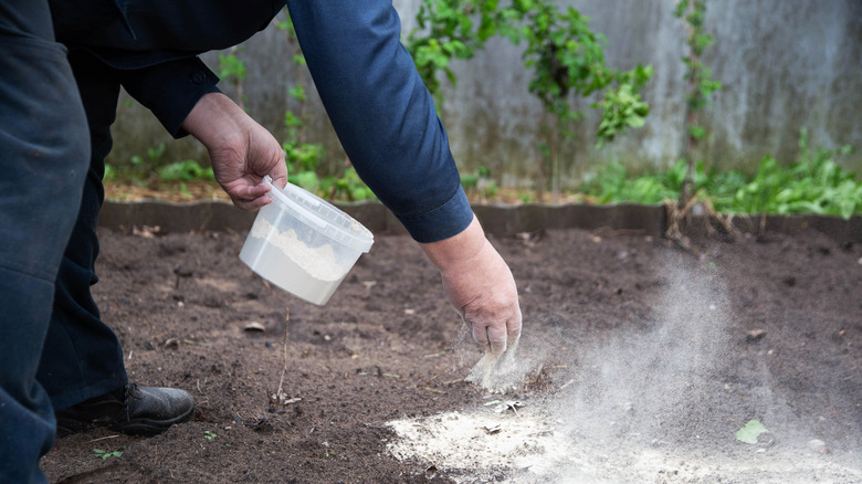 A man spreads a powdery white amendment over garden soil.