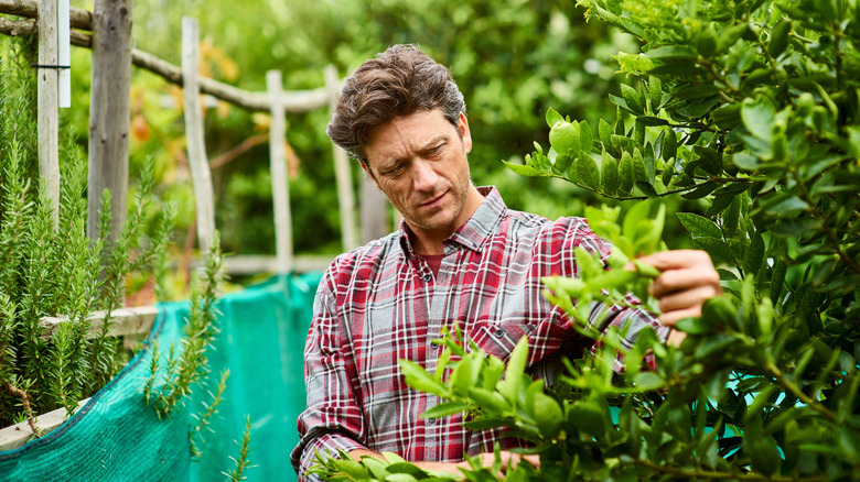 A concerned-looking man checks a damaged shrub in his garden.