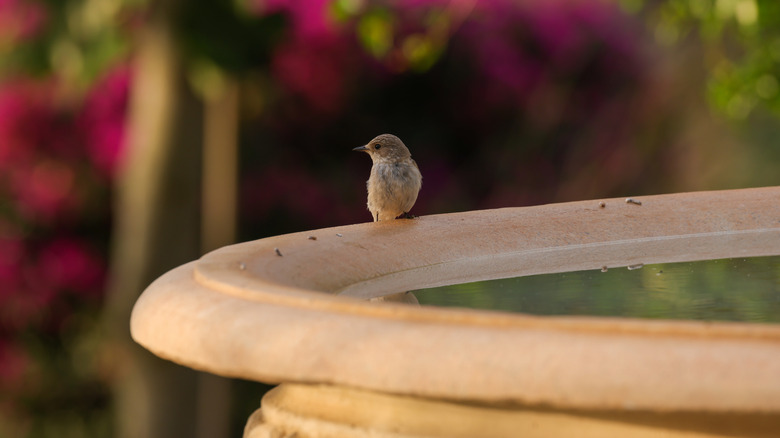 A bird on the edge of a stagnant fountain in a garden