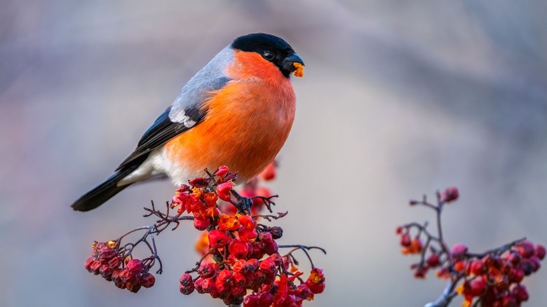 Bird on berry bush