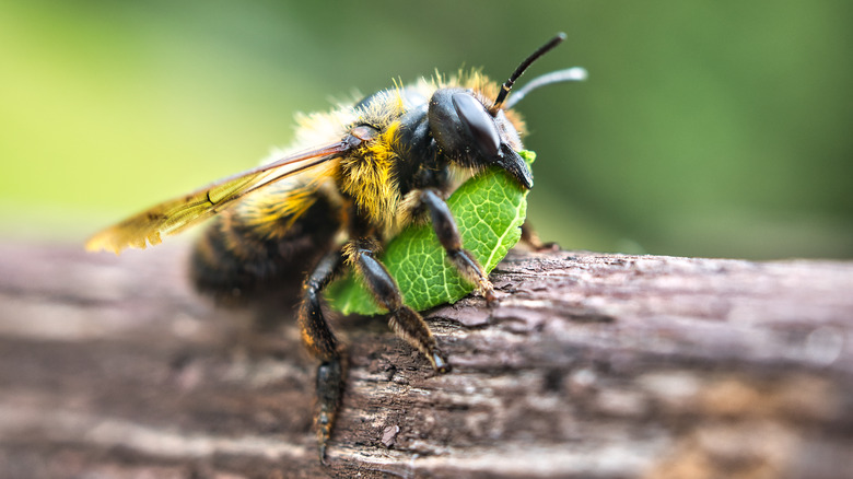 leafcutter bee carrying leaf 