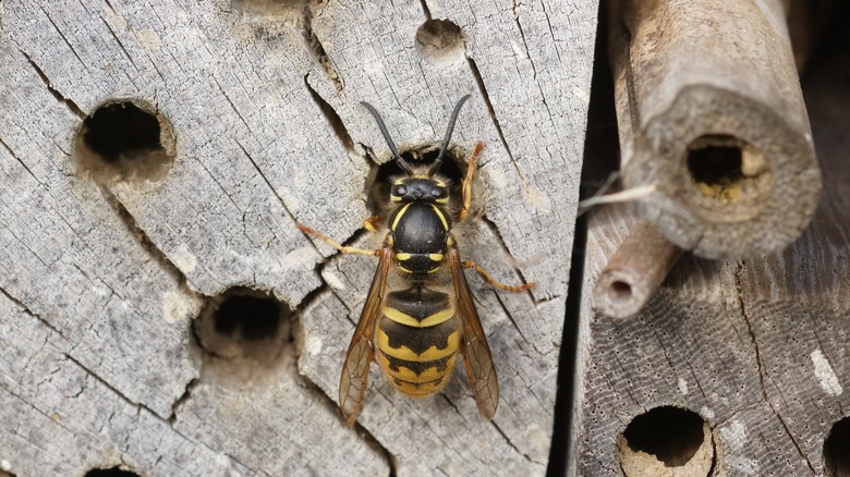 bee going into hotel hole 