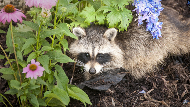 raccoon digging for grubs among flower roots causing garden chaos