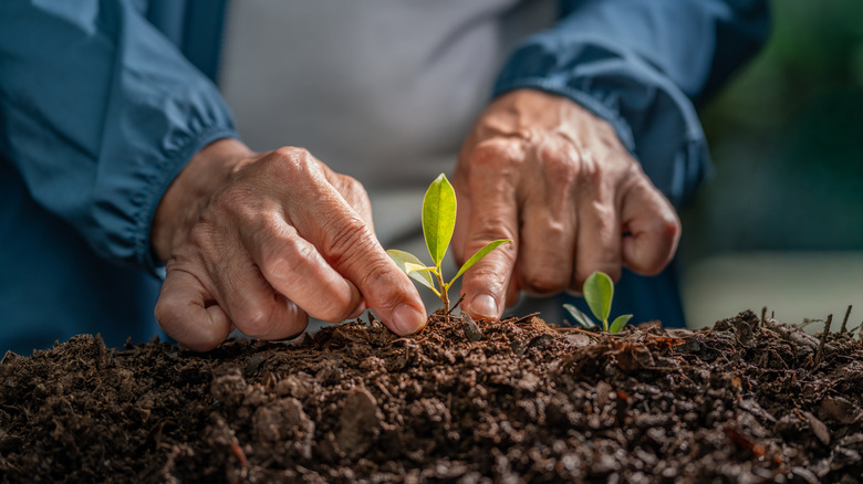 A person planting a seedling in garden soil