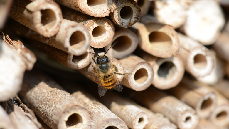 bee entering bee hotel