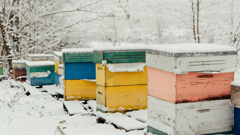Beehives in the snow in the winter