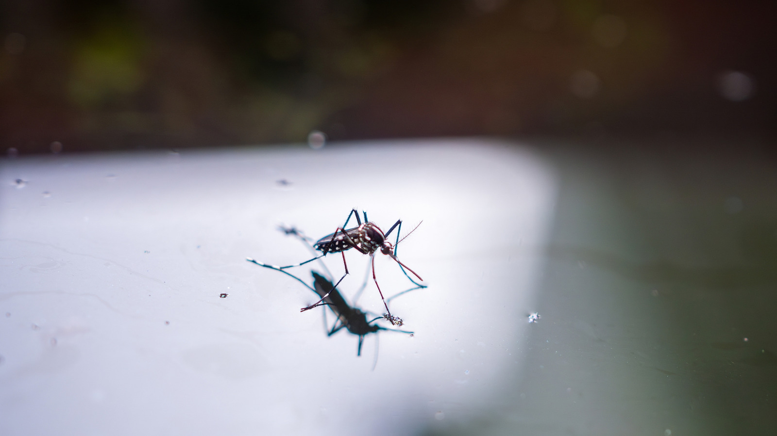 Protect Your Bird Bath From Mosquitoes With This Find From Amazon