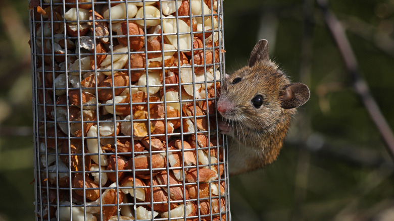 mouse on bird feeder