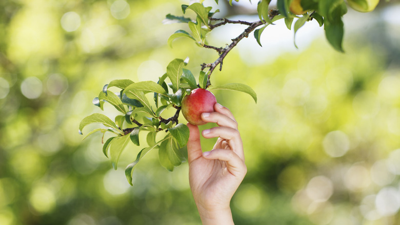 A hand picks an apple from a tree