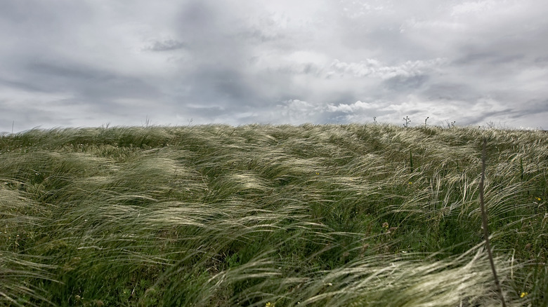 A field of grass blowing in the wind under a cloudy sky.