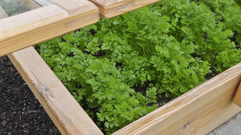 Plants in wooden cold frame