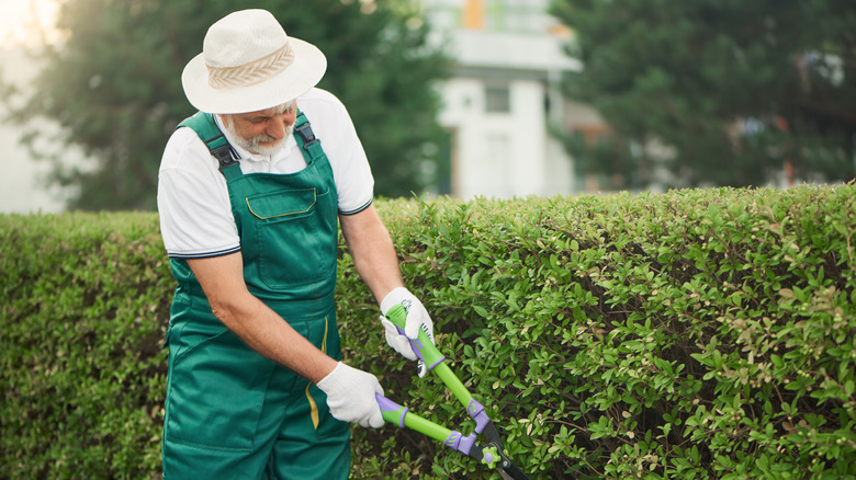 trimming weeds away from hedges