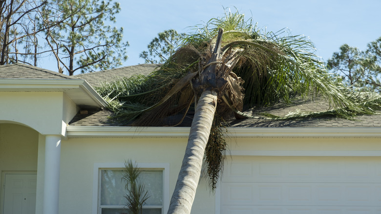 Palm tree fallen on home after a hurricane.