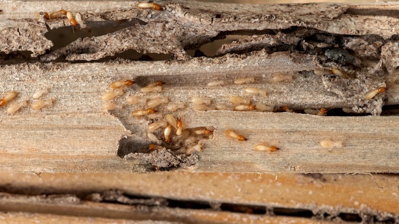 termites destroying wood 