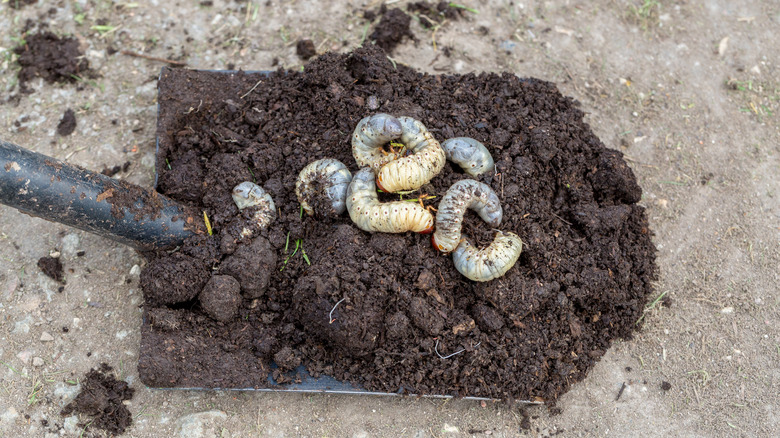 june bug grubs on soil
