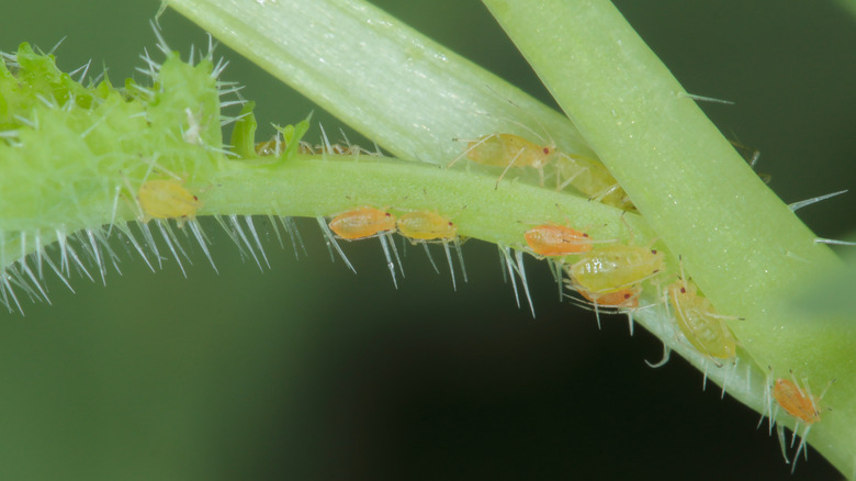 peach-potato aphids on stems