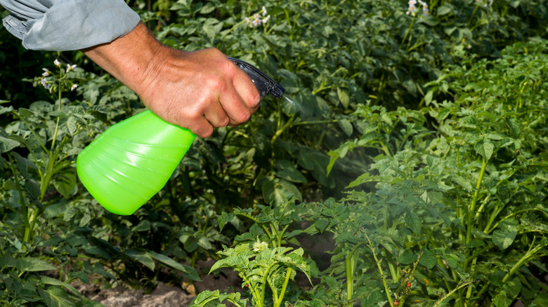 Spraying leaves in the garden