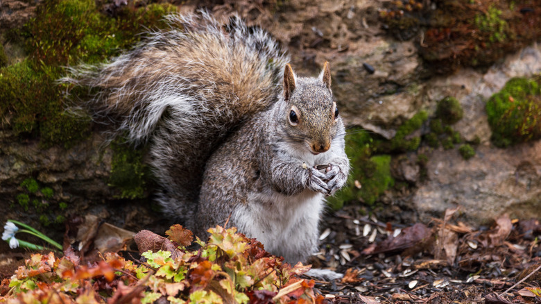 Squirrel sitting on the ground in a garden surrounded by colorful fall leaves