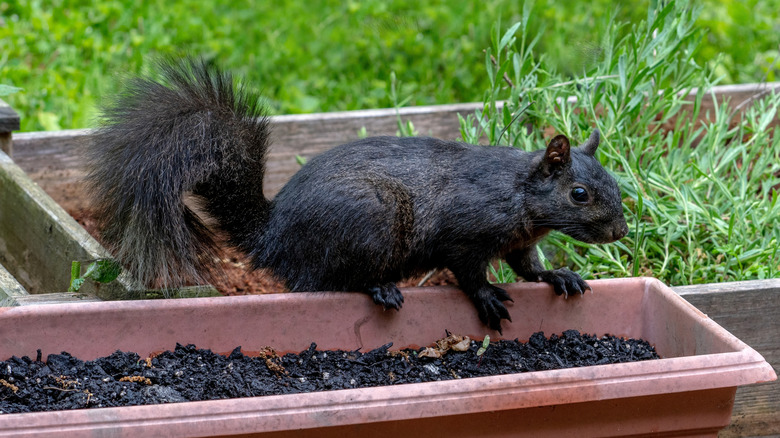 A dark squirrel in an empty planter