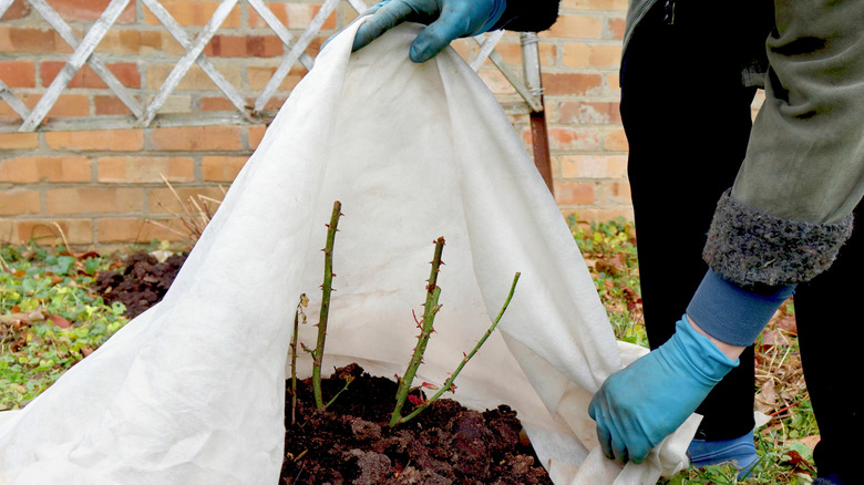 Close up of gardener placing white frost fabric over roses in preparation for winter