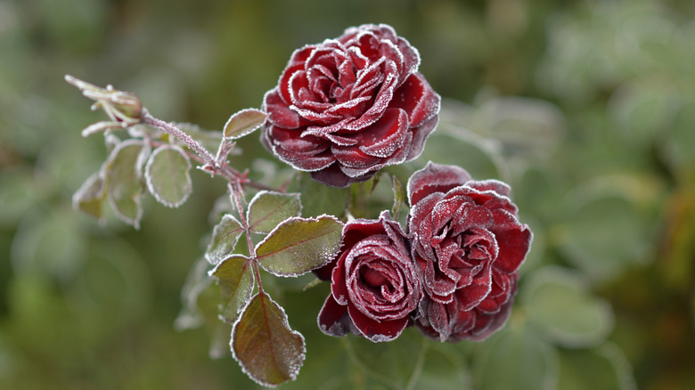 Close up of red roses covered in frost
