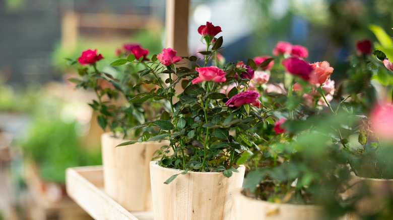 Close up of potted pink rose plants in wooden pots