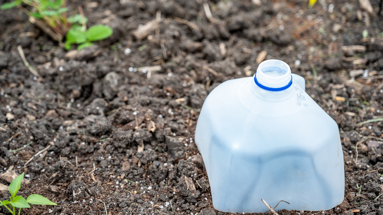 milk jug covering baby plant