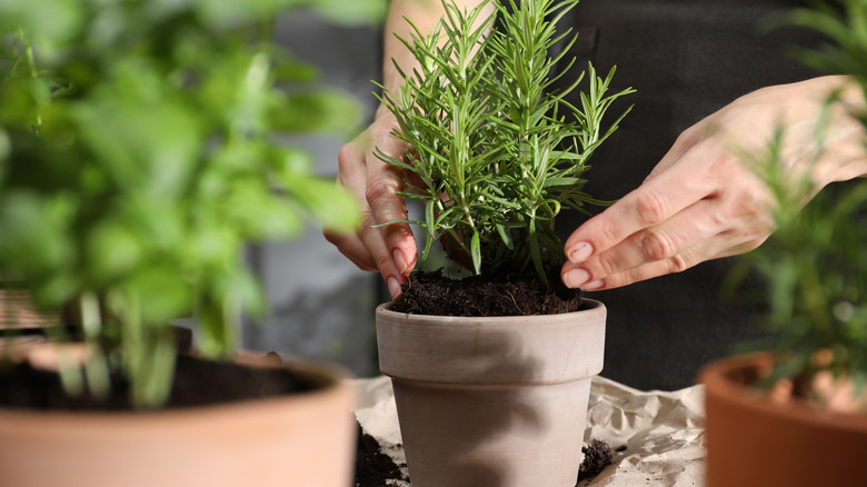 A woman taking a rosemary plant from a small planter.
