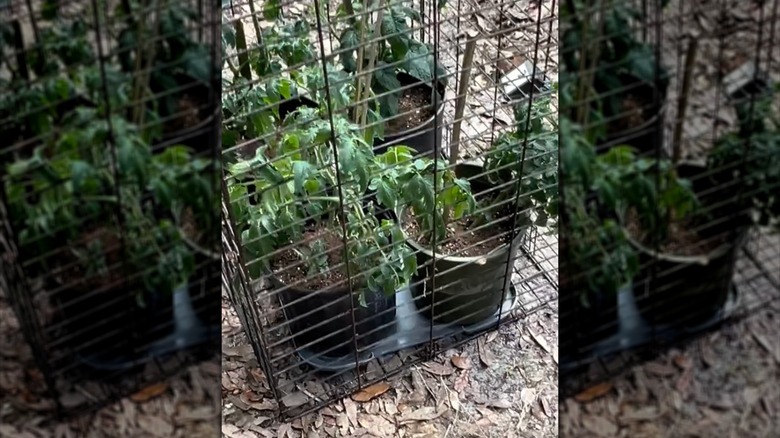 Screenshot of tomato plants in a dog crate