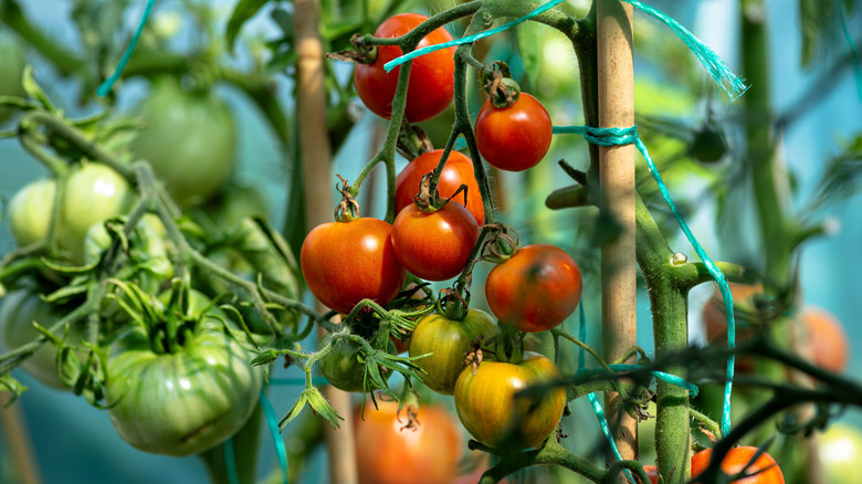 Tomato plants with juicy fruit that is ready to be harvested