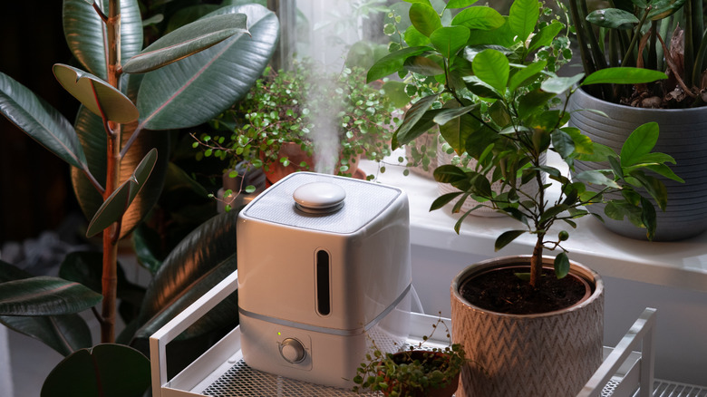 a dehumidifier sprays mist among tropical houseplants