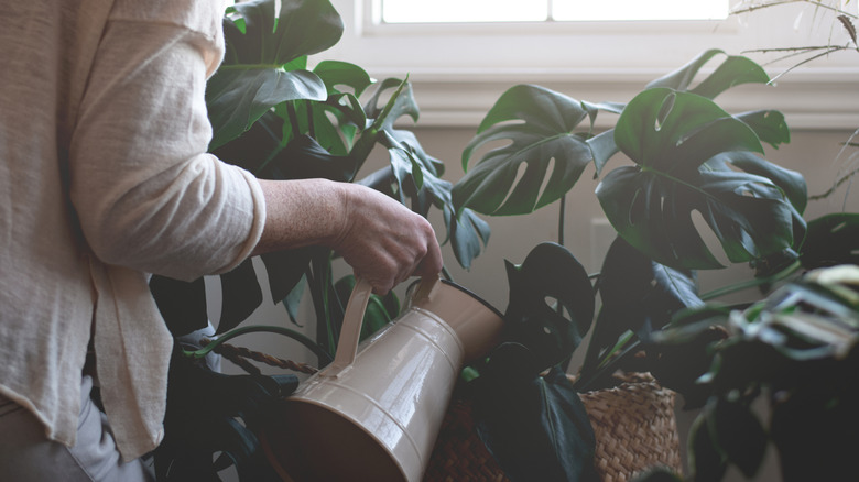 a woman waters a tropical houseplant