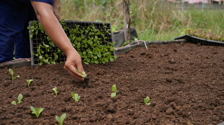 Hand planting seedlings in soil