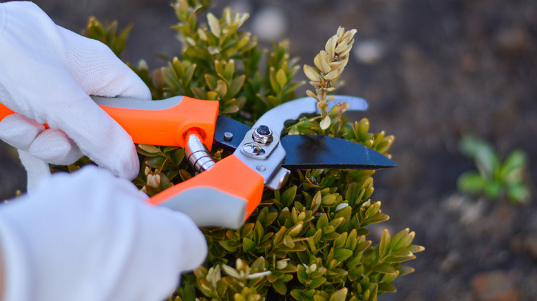 Gloved hands pruning a boxwood in late winter