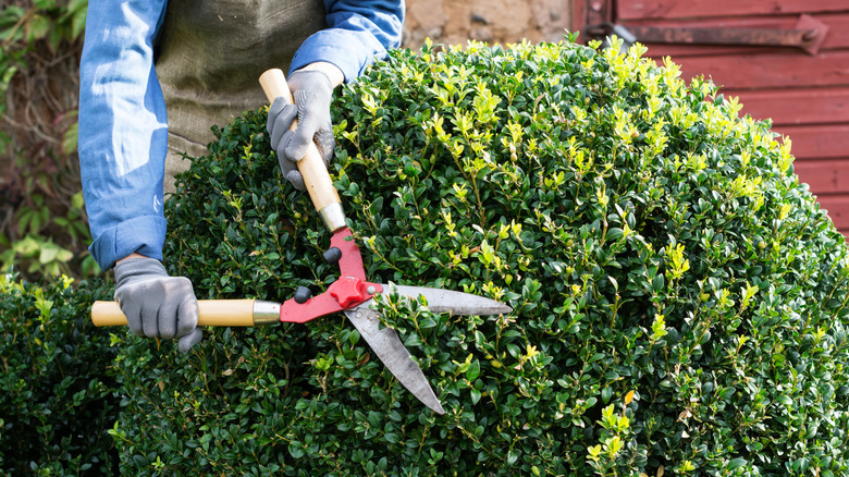 A person using shears to prune a boxwood evergreen shrub