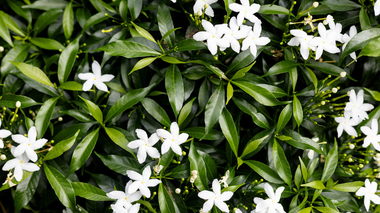 White jasmine flowers in bloom against green leaves