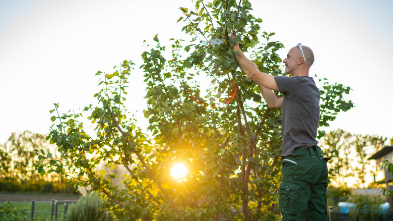 A man pruning a tree.