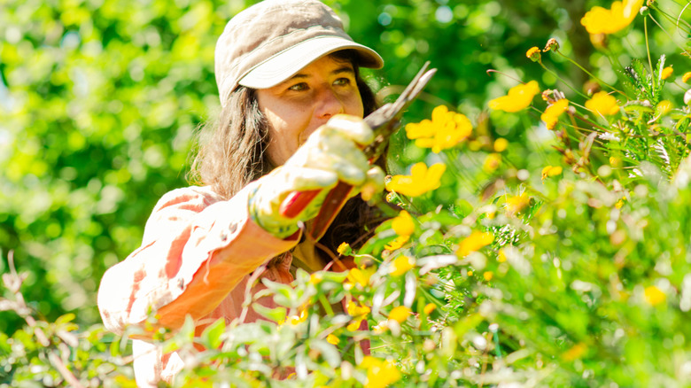 Woman pruning yellow flowers with garden shears