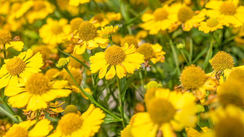Bright yellow sneezeweed flowers in bloom